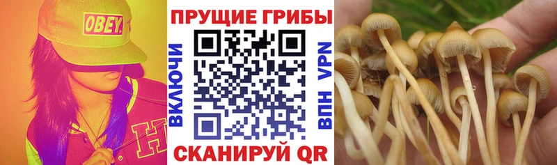 даркнет наркотические препараты  даркнет сайт  Чишмы  Псилоцибиновые грибы Magic Shrooms 